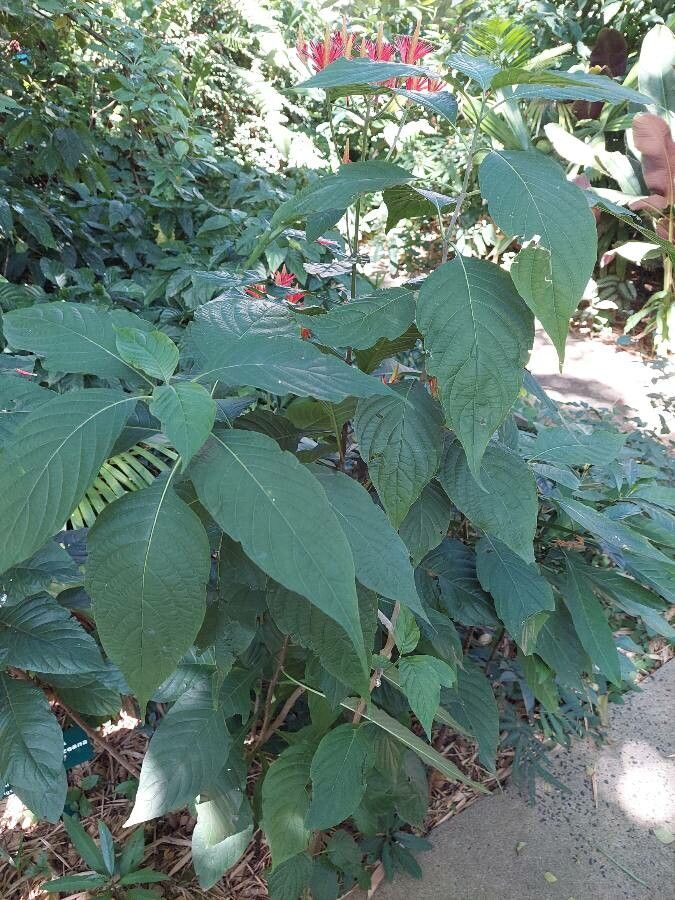 Aphelandra longiflora habit