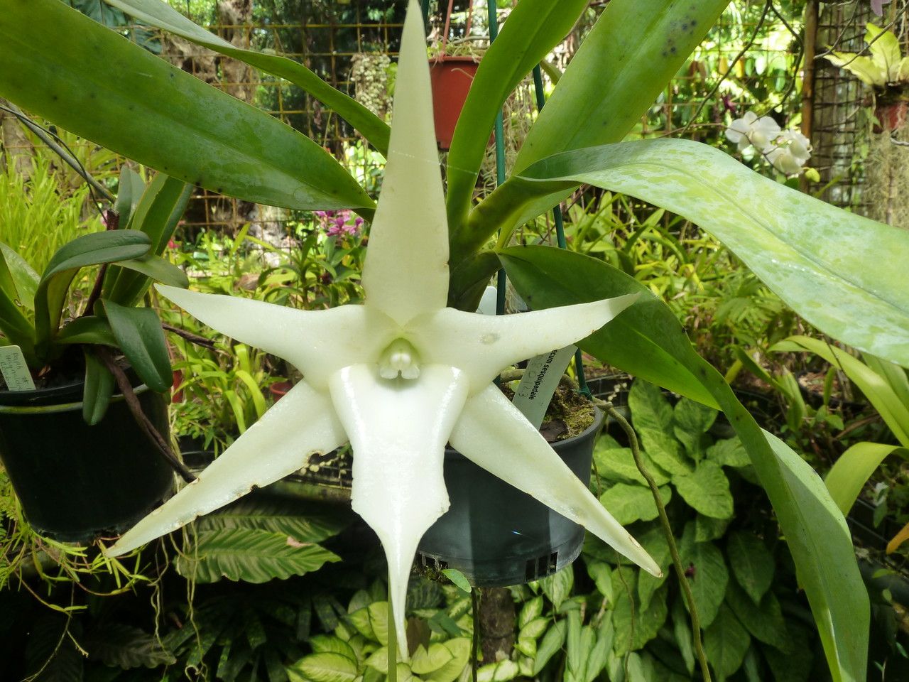 Angraecum sesquipedale flower