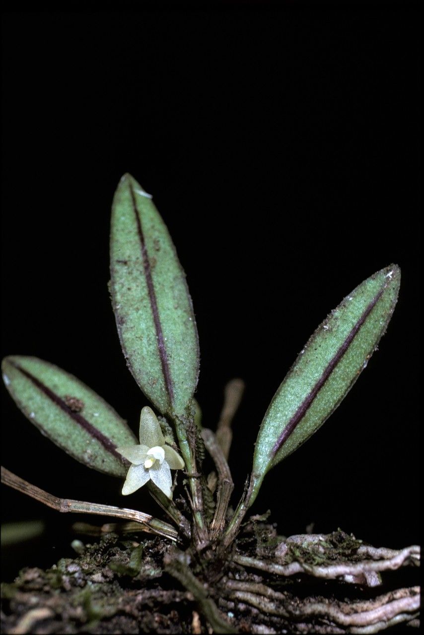 Octomeria exigua flower