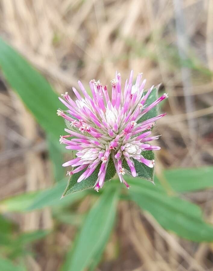 Gomphrena haenkeana flower