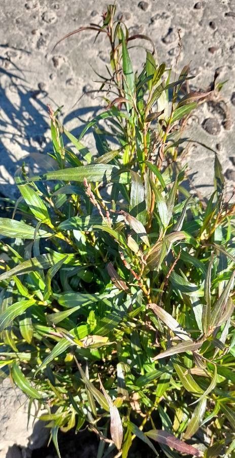 Persicaria punctata habit