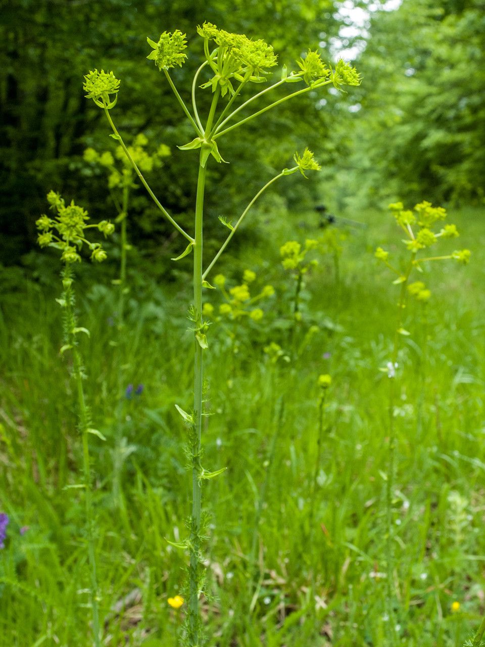 Ferulago sylvatica habit