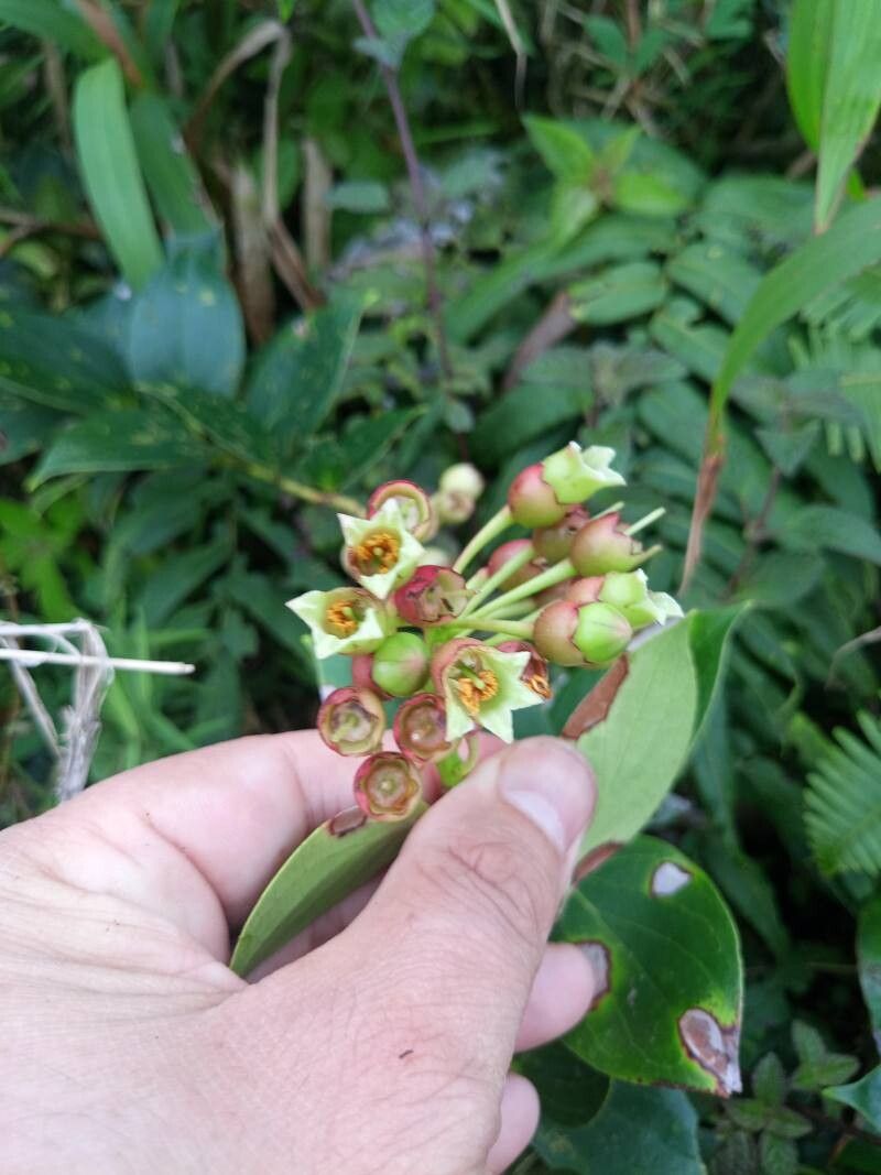 Vaccinium racemosum flower