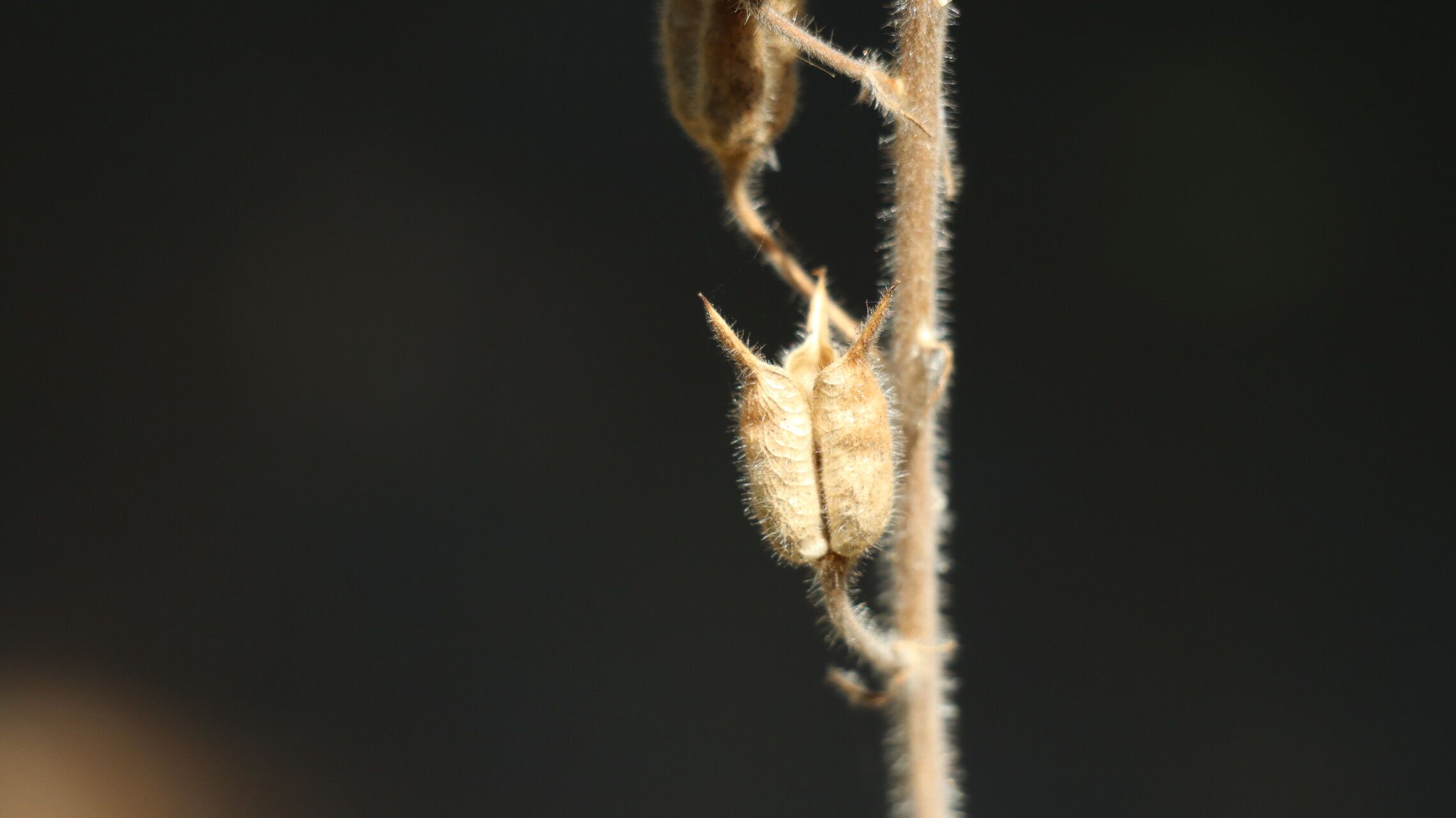 Delphinium requienii fruit