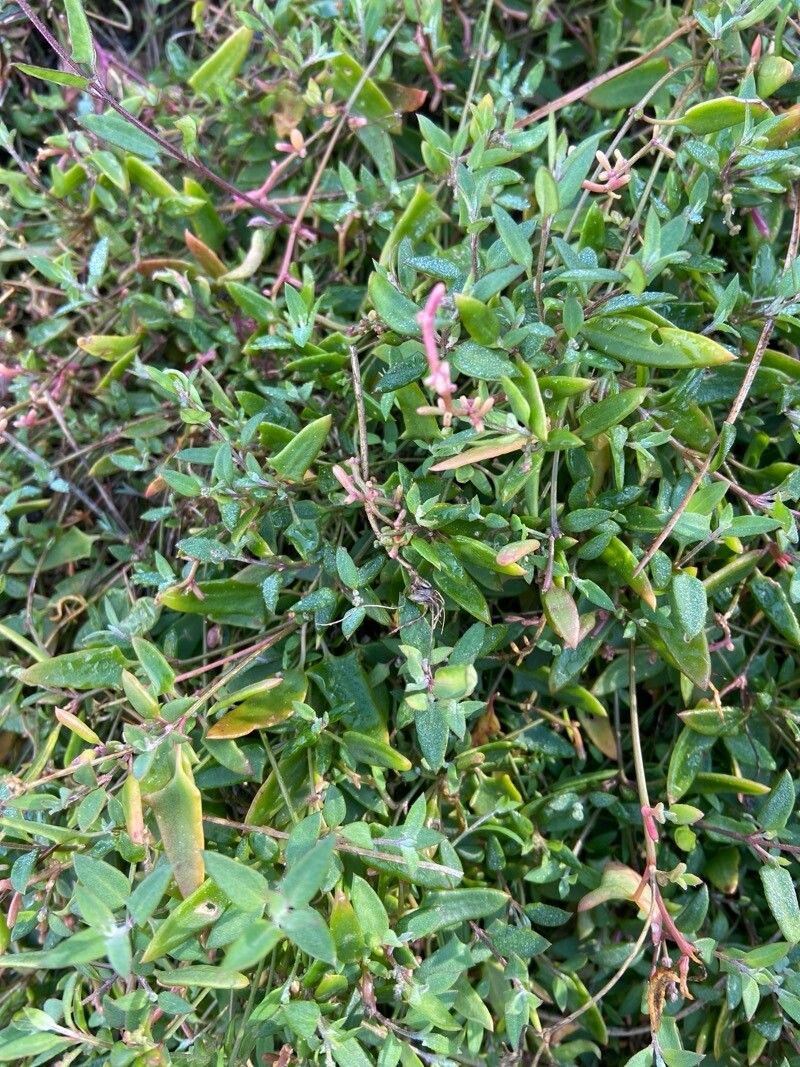 Chenopodium nutans — search result for 'Chenopodium'