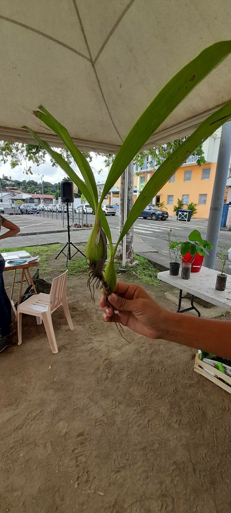 Coelogyne pandurata leaf