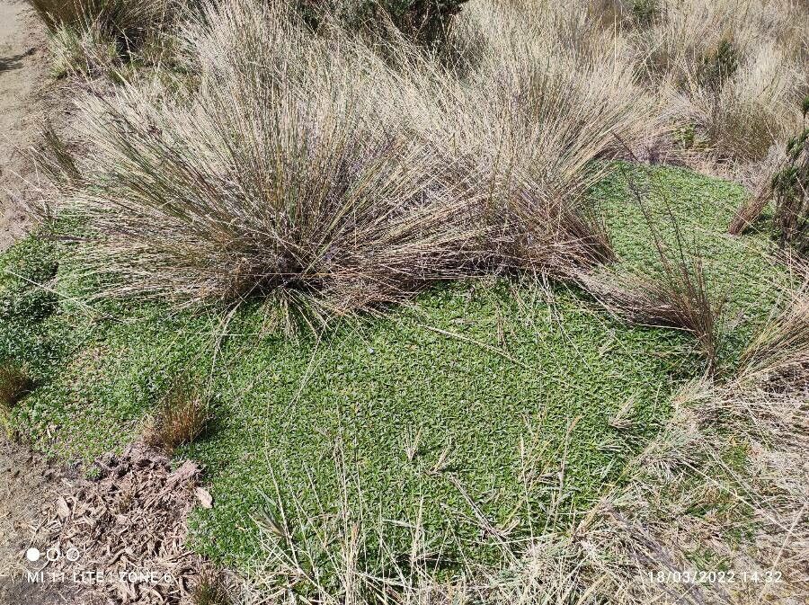 Plantago rigida habit
