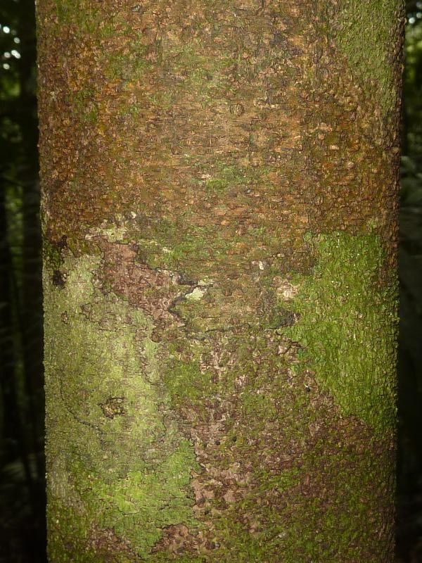 Licania hypoleuca bark
