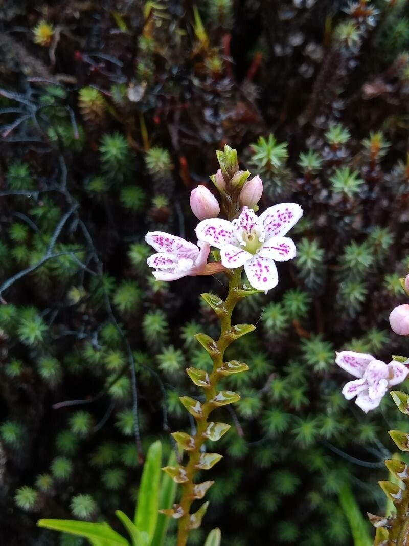 Epidendrum fimbriatum flower
