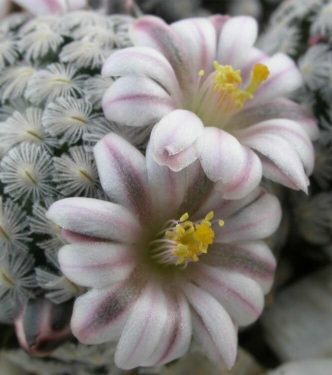 Mammillaria sanchez-mejoradae flower