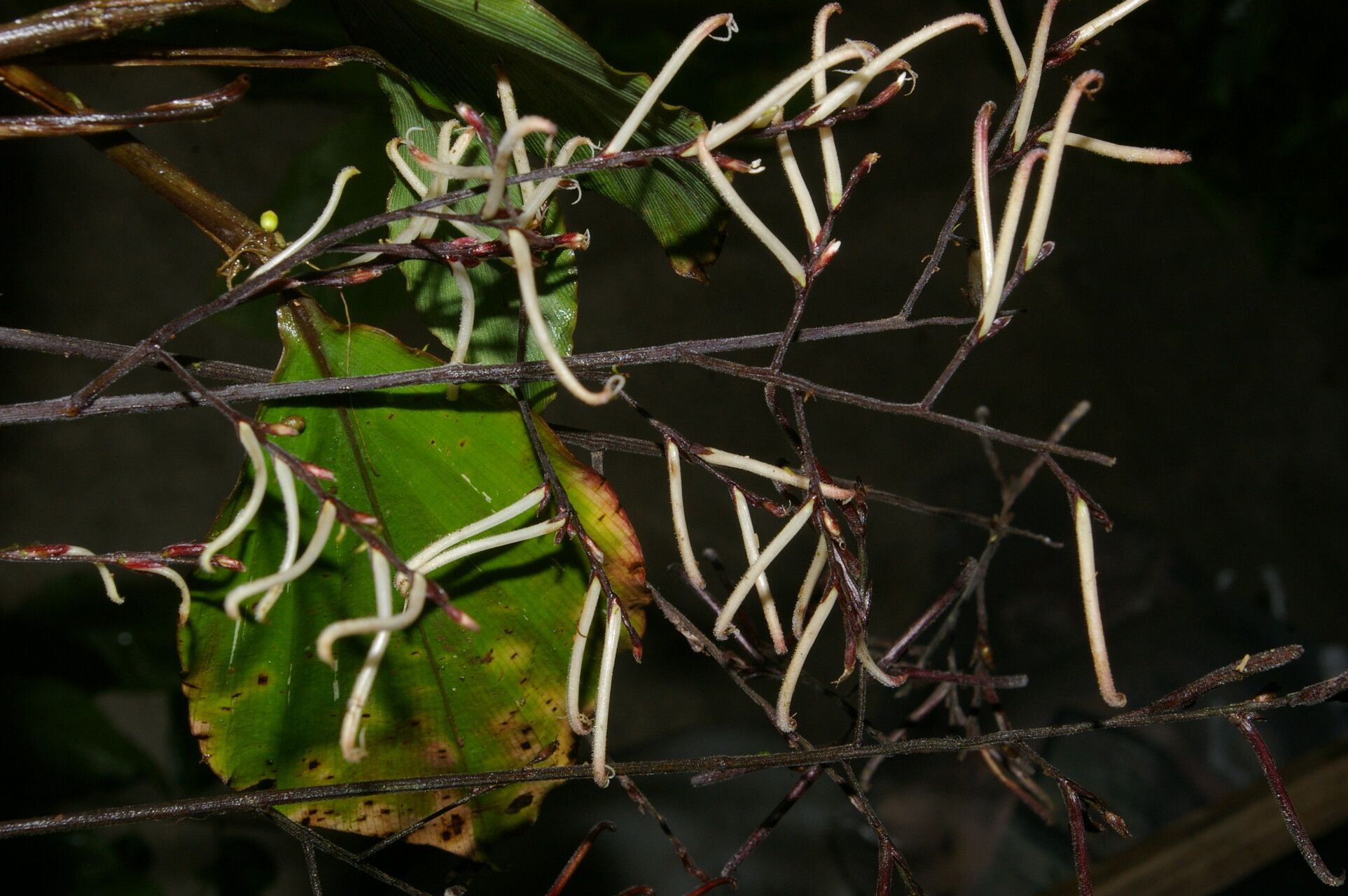 Pharus vittatus fruit