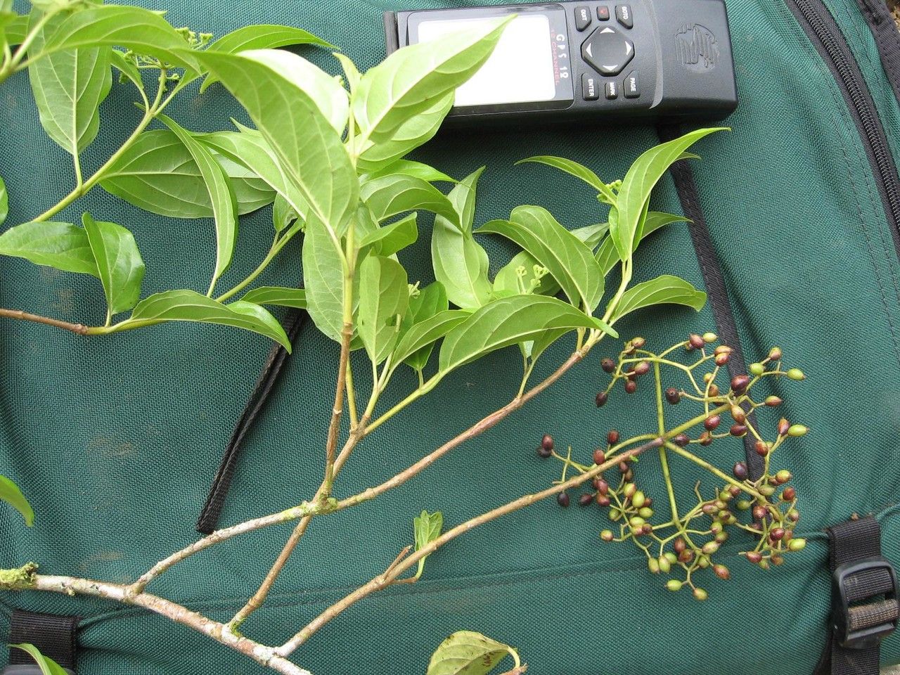 Viburnum costaricanum other