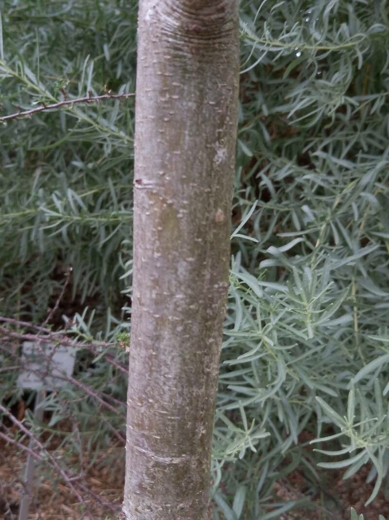Quercus berberidifolia bark