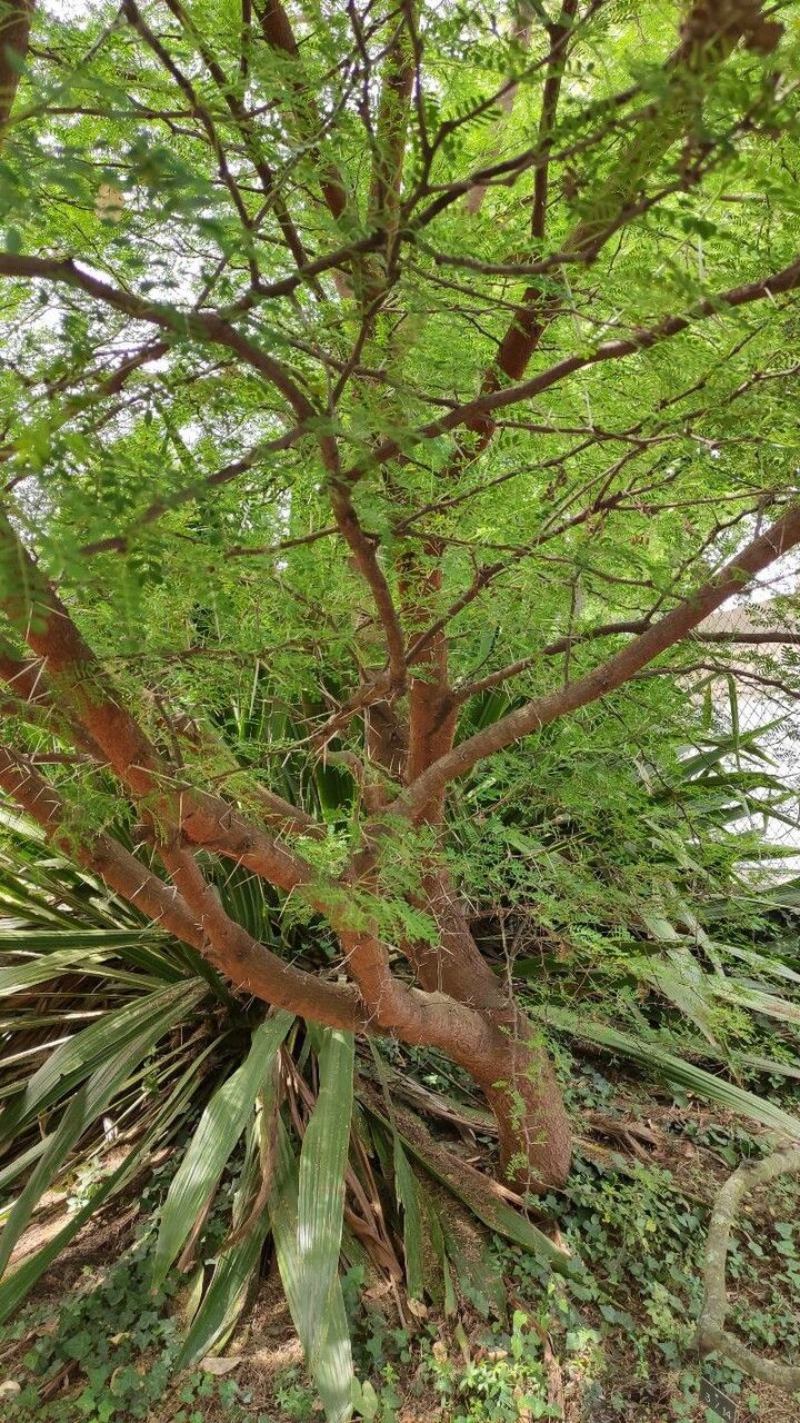 Acacia cardiophylla habit