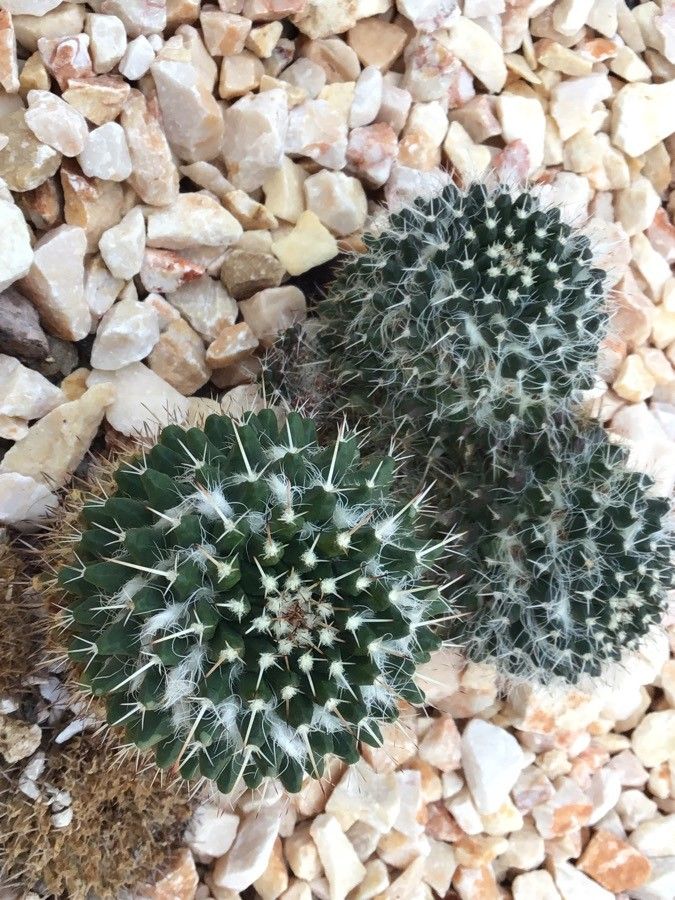 Mammillaria voburnensis — search result for 'Mammillaria'