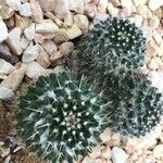 Mammillaria voburnensis