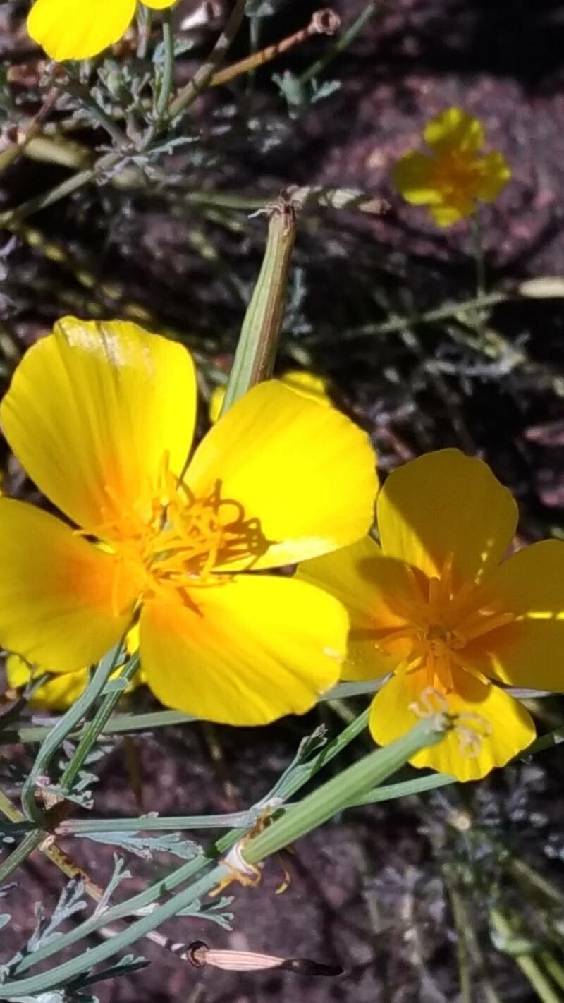 Eschscholzia lobbii flower