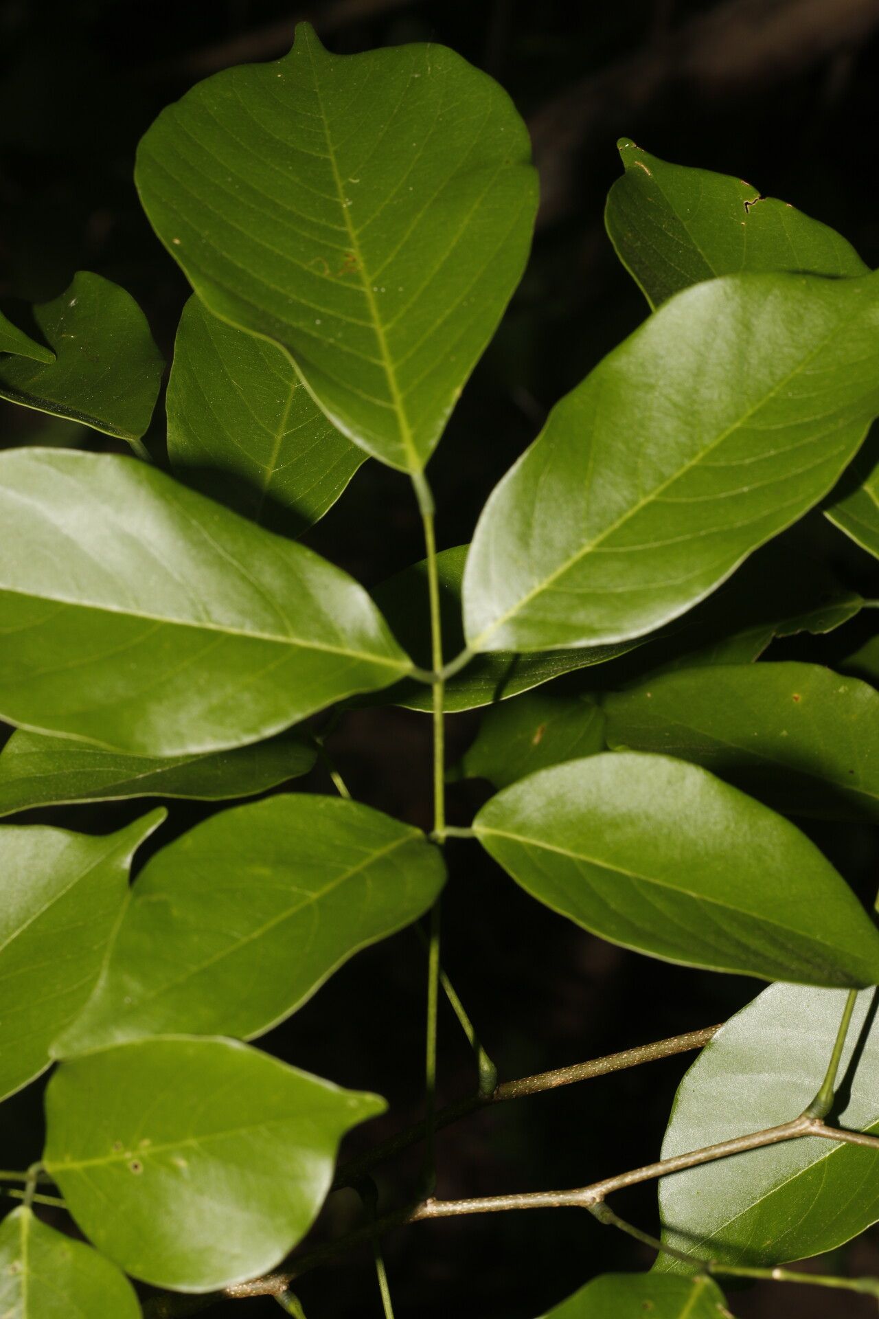 Lonchocarpus peninsularis flower