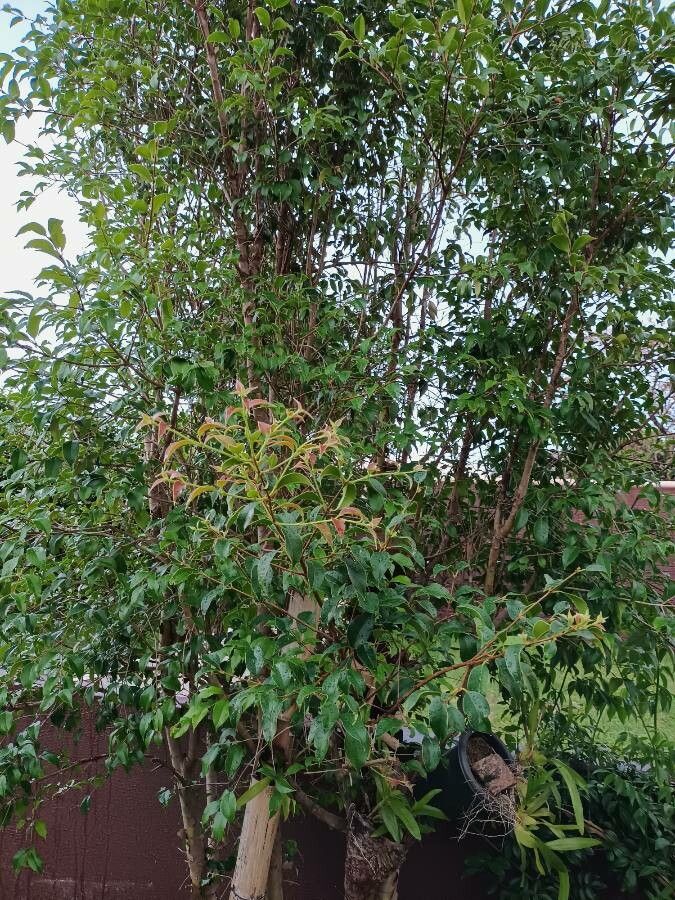 Eugenia florida habit