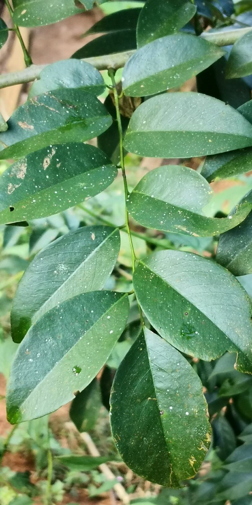 Dalbergia odorifera leaf