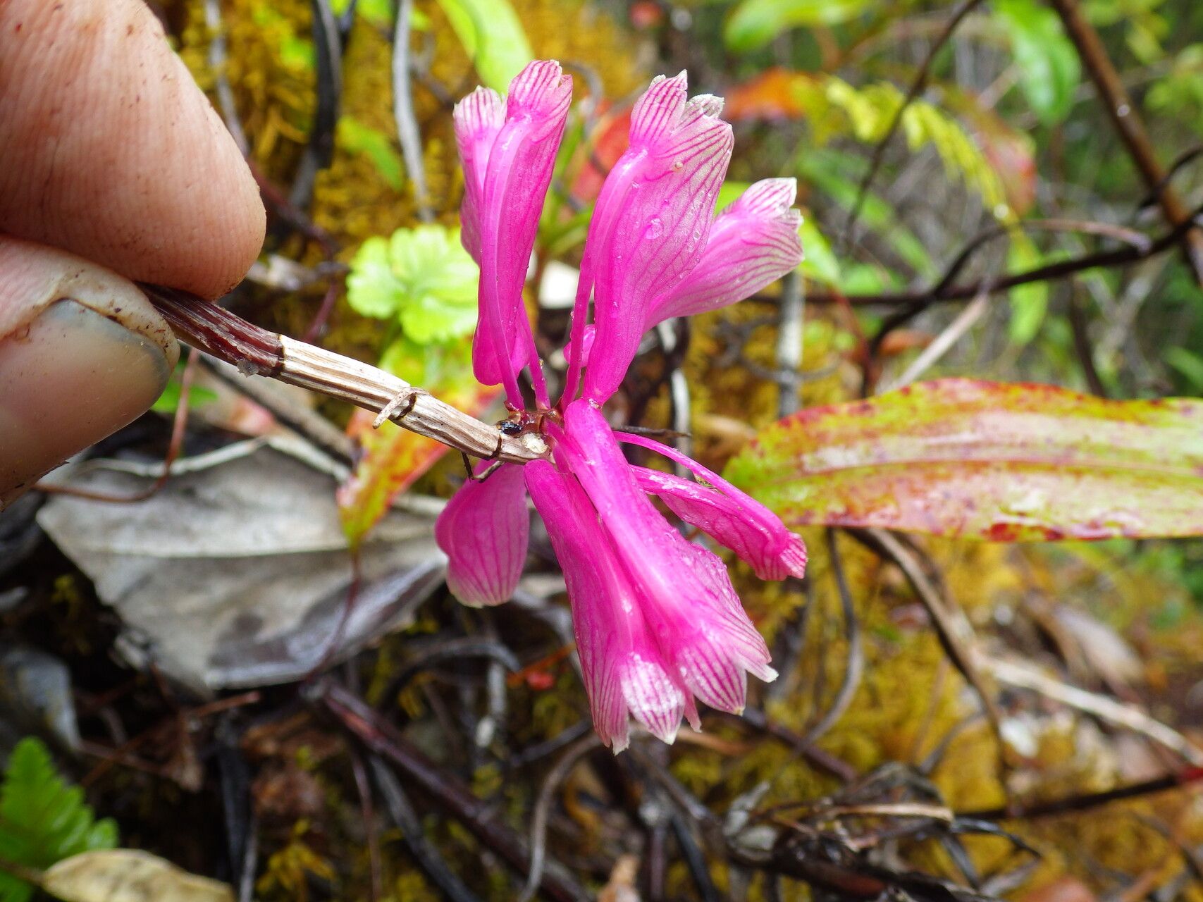 Dendrobium baeuerlenii flower