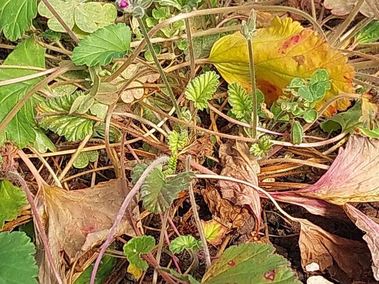 Pelargonium rodneyanum bark
