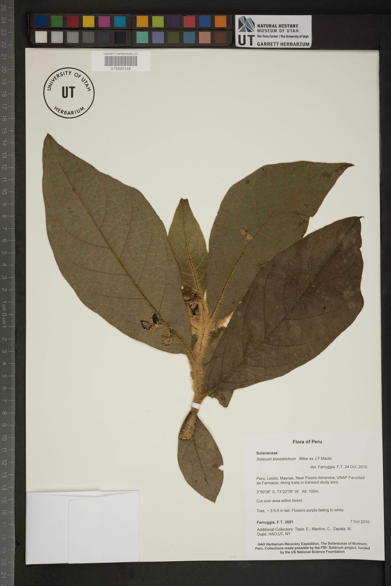 Solanum kioniotrichum — houseplant care guide