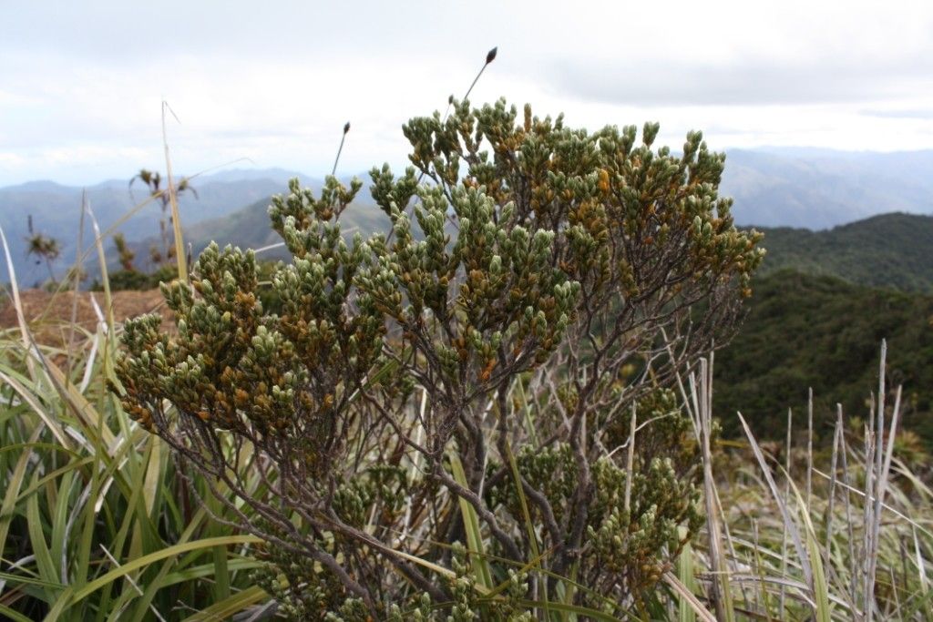 Geniostoma imbricatum habit