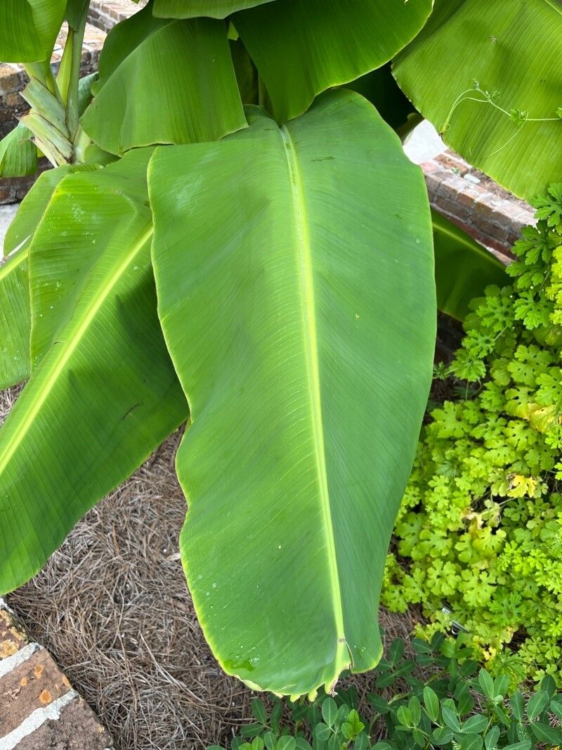 Musa spp. leaf