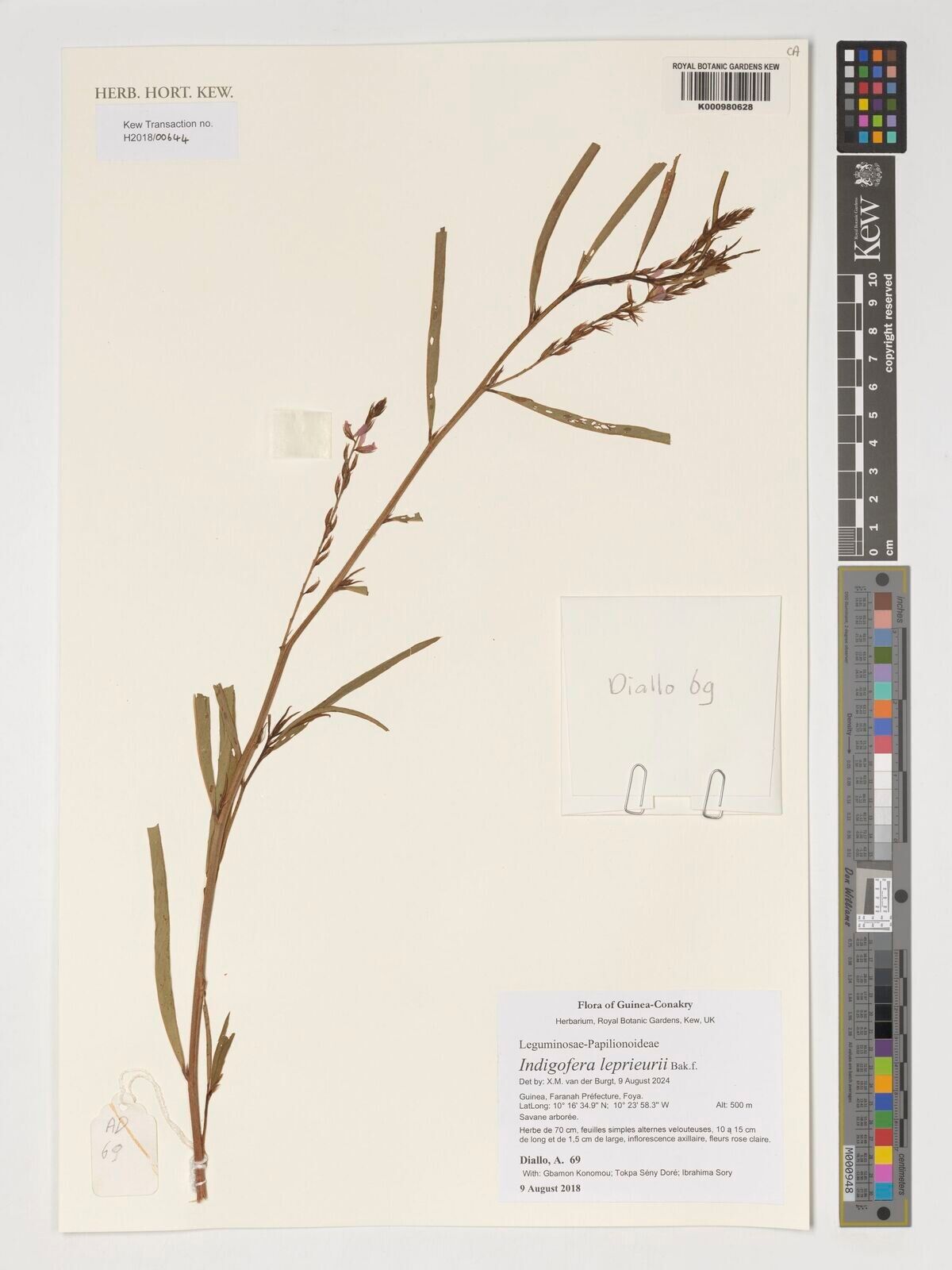 Indigofera leprieurii — houseplant care guide