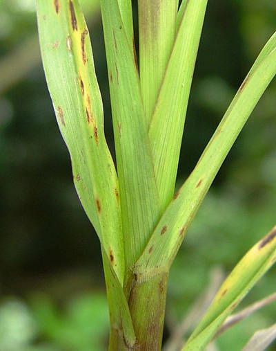 Paspalum modestum — search result for 'Paspalum'