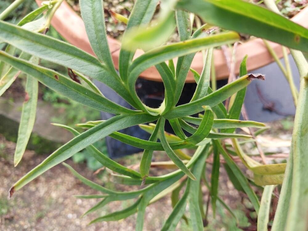 Pelargonium luridum leaf