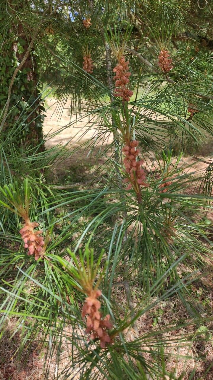 Pinus koraiensis flower
