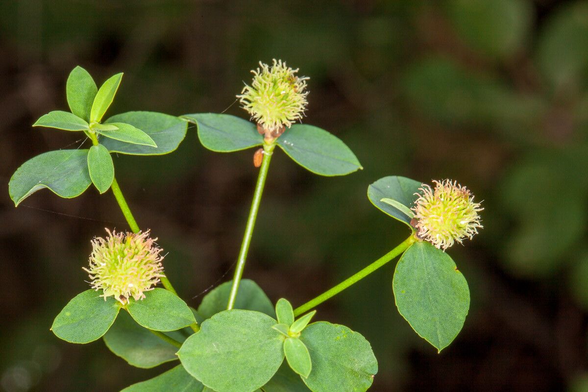 Euphorbia fragifera — houseplant care guide