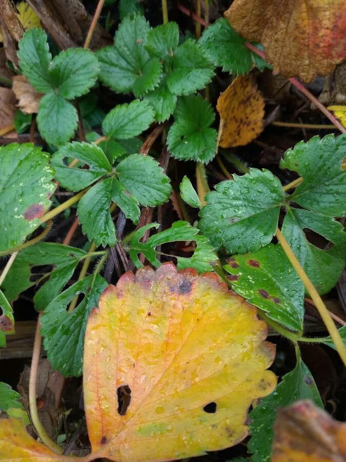 Fragaria x ananassa — search result for 'France'