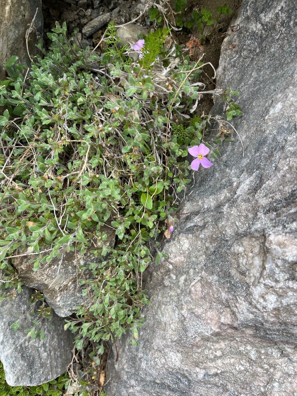 Aubrieta olympica habit