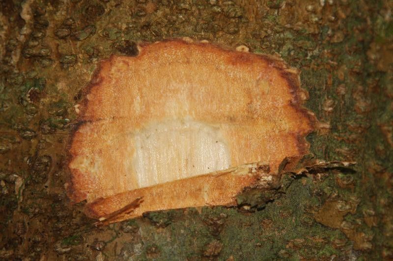 Ormosia paraensis other