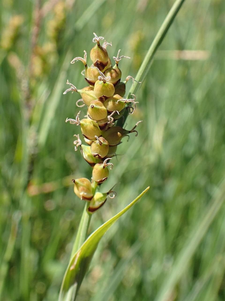 Carex panicea fruit