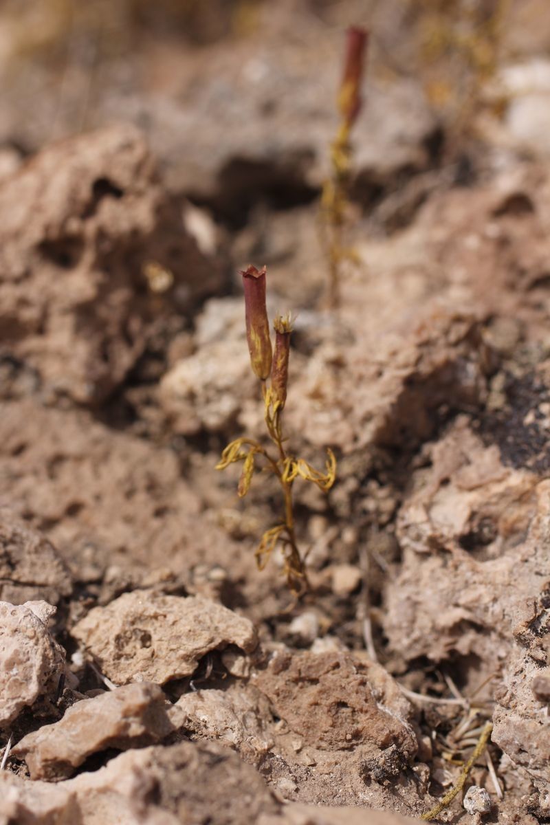 Tagetes multiflora flower