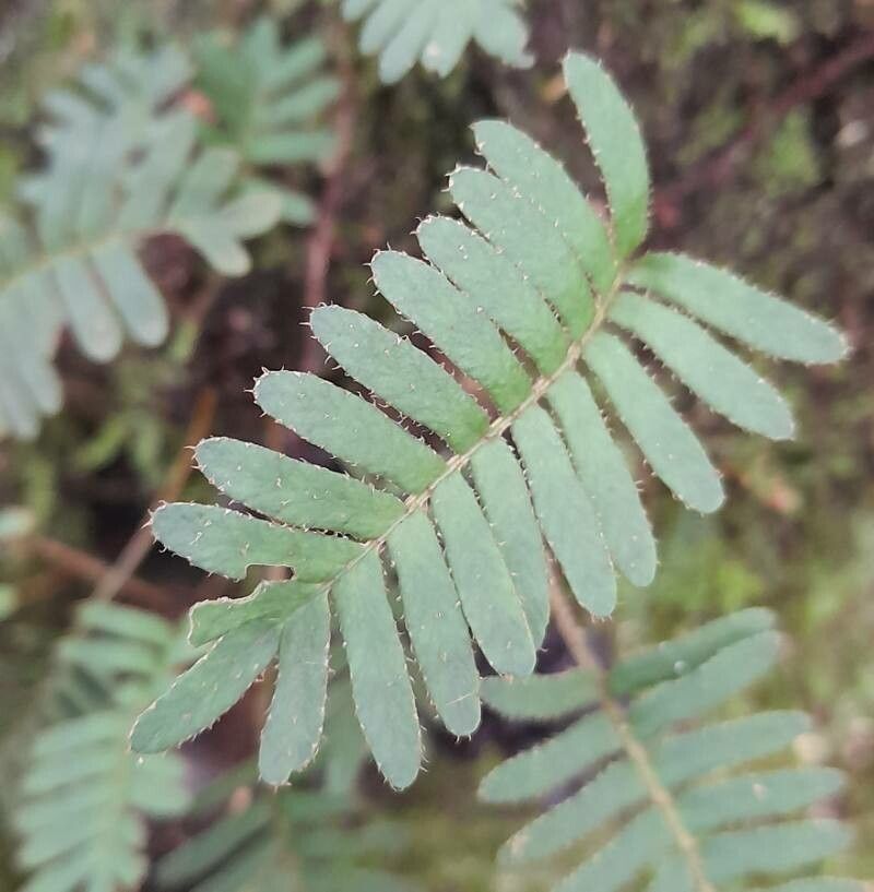 Pleopeltis minima — houseplant care guide