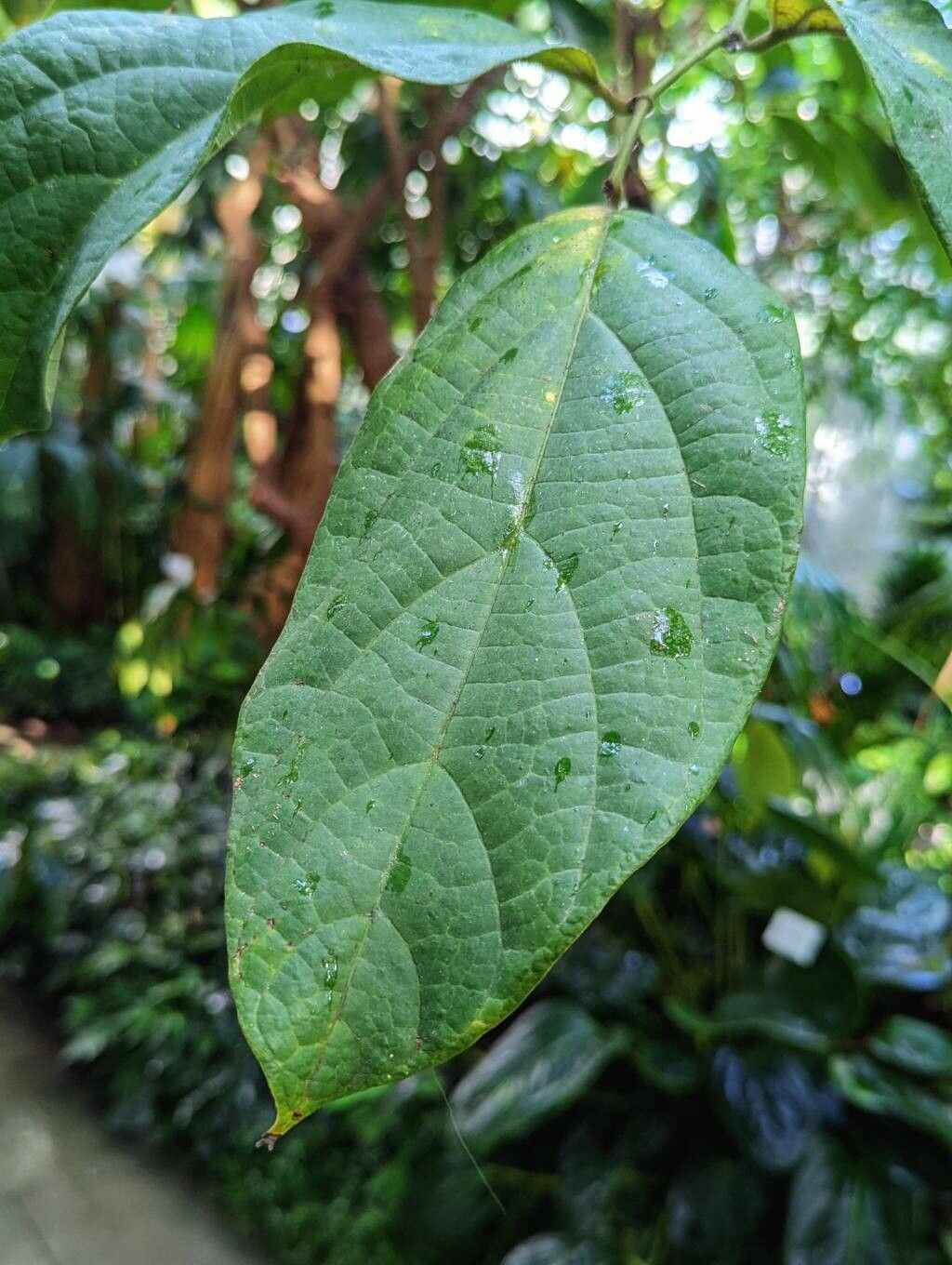 Aristolochia tricaudata leaf