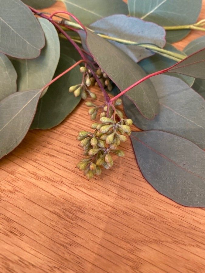 Eucalyptus polyanthemos fruit