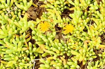 Malephora latipetala — related species from the same genus