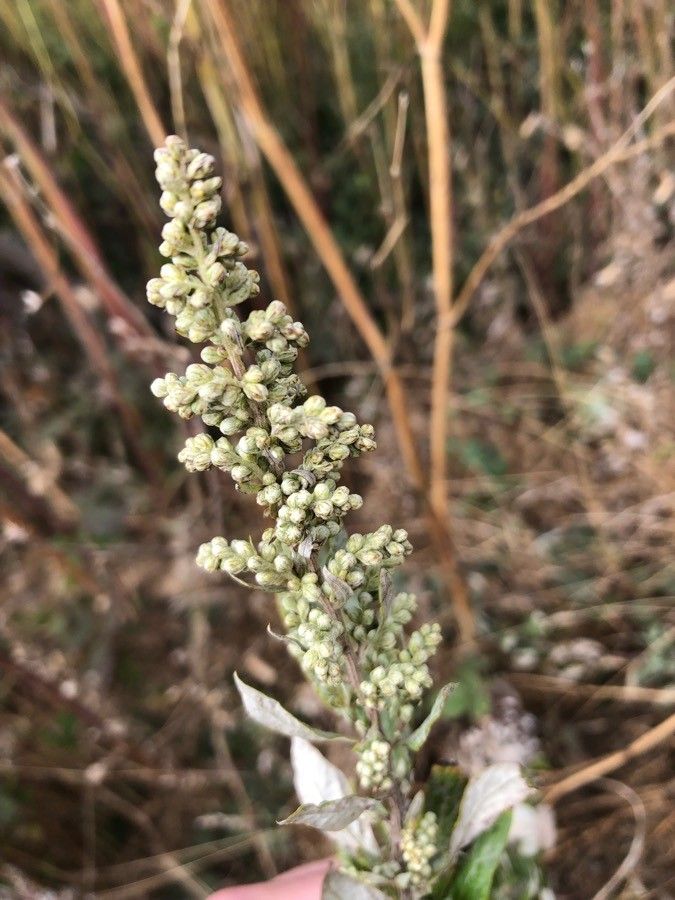 Artemisia douglasiana flower