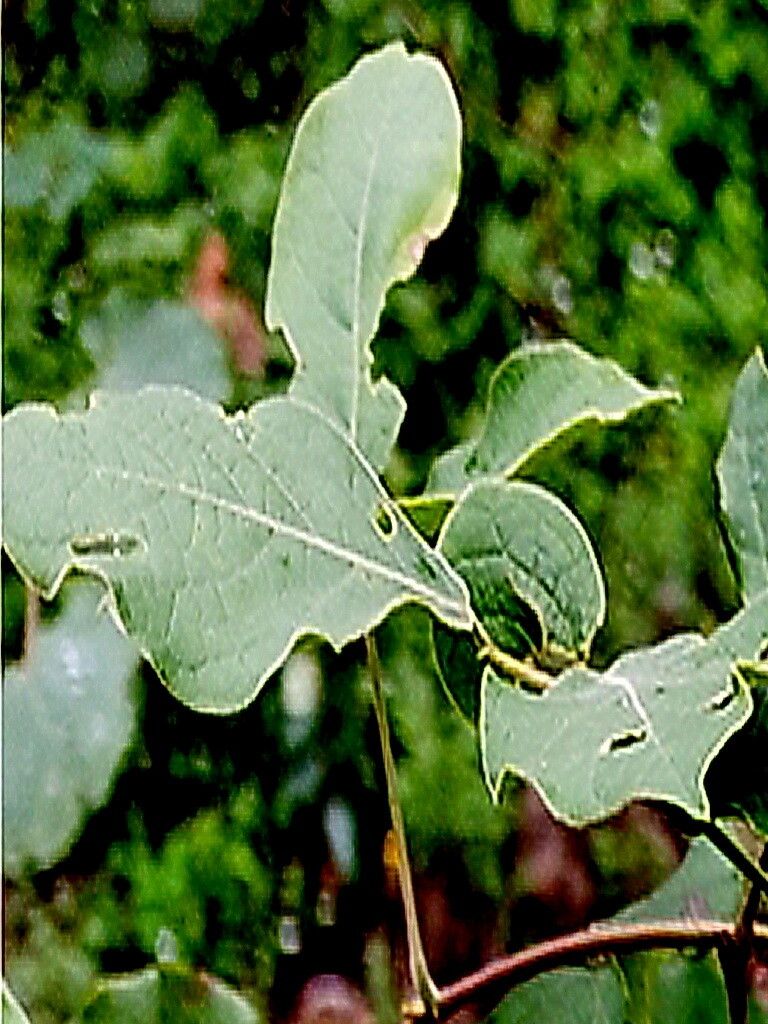 Canavalia septentrionalis — houseplant care guide