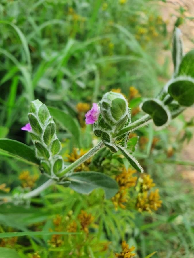 Justicia diclipteroides habit