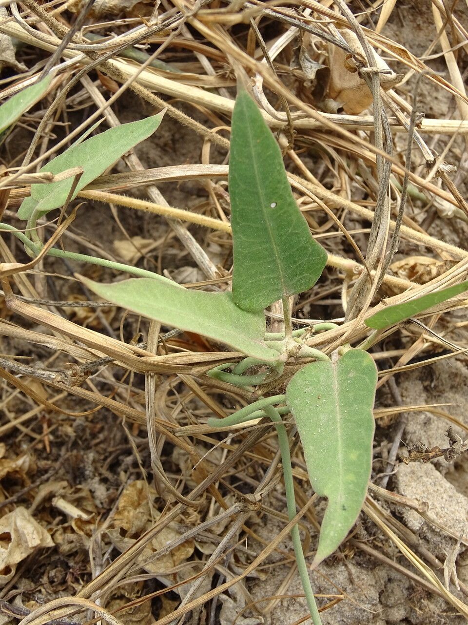 Leptadenia lanceolata leaf