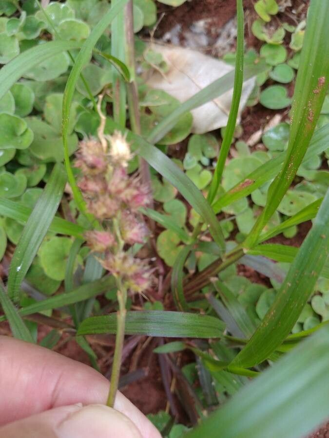 Cenchrus longispinus flower