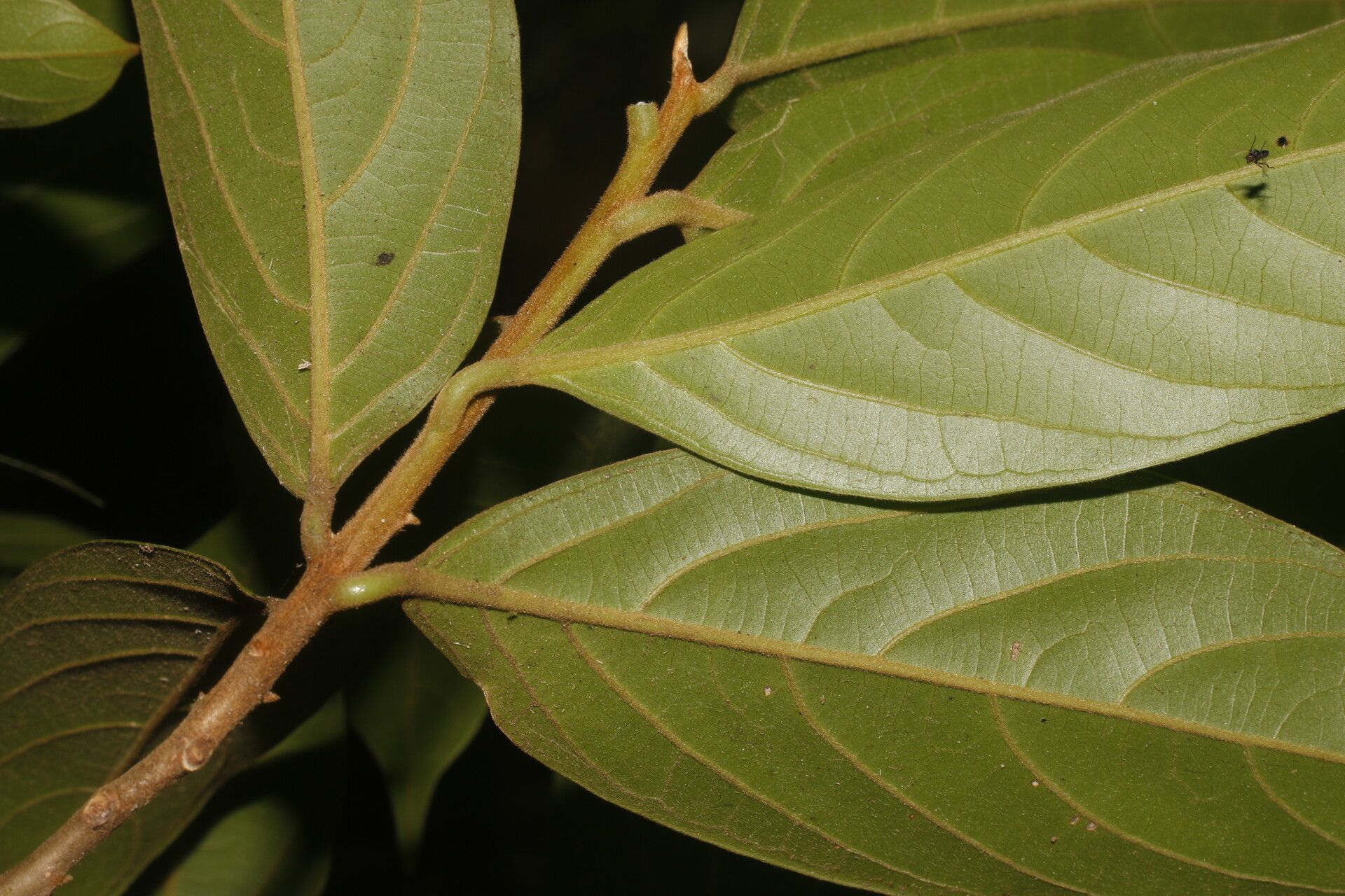 Nectandra belizensis fruit