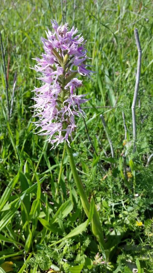 Orchis italica flower